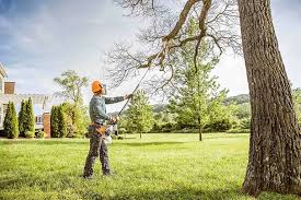 Professional Tree Care Services in Sells, AZ