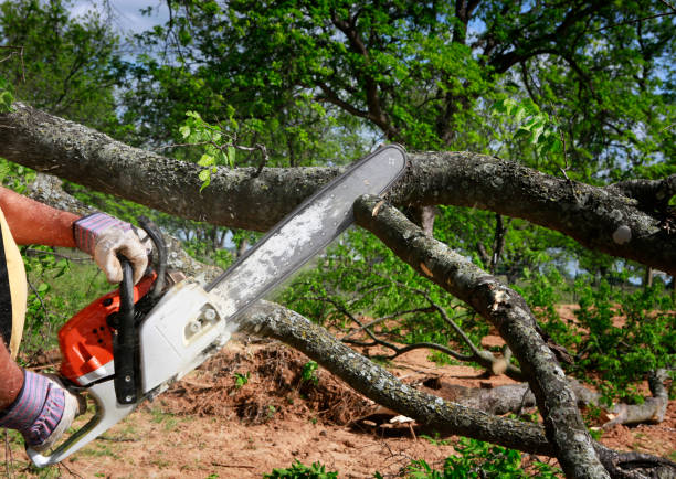 How Our Tree Care Process Works  in  Sells, AZ